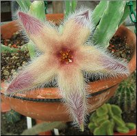 Stapelia desmetiana